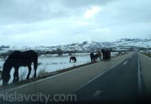 Vozači oprez: Kolnici skliski, na Borovoj glavi učestali izlasci divljih konja na cestu