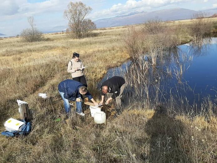 livanjsko polje - riba