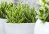 Aloe vera: Ljekovita čistačica zraka koja će vam oduzimati malo vremena