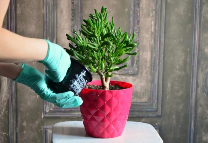 presadjivanje-biljke