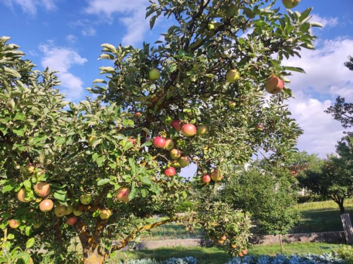 poljoprivreda jabuke Tomislavcity