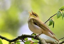 Meditacije o biblijskim psalmima: Pouzdanje pravednikovo u svoga Boga