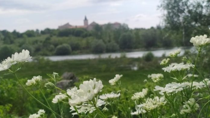 Karmel - Busko jezero - cvijet