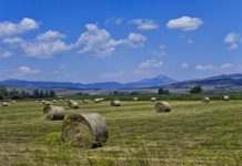 Stočari u HBŽ-u osjećaju posljedice suše, cijena sijena značajno porasla