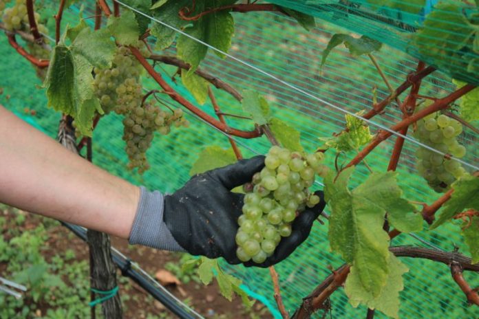 Vinograd KNEBU - berba 2