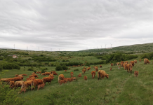 Farma KIB Srđani – Tomislavgrad traži djelatnika za rad na farmi