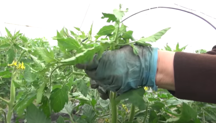 rajcica - vezanje - schreenshot