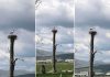 Rode su ponovno savile gnijezdo na Duvanjskom polju! (foto)