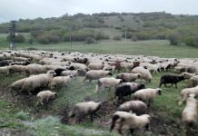 Dašak moga zavičaja: Potrebna pratnja