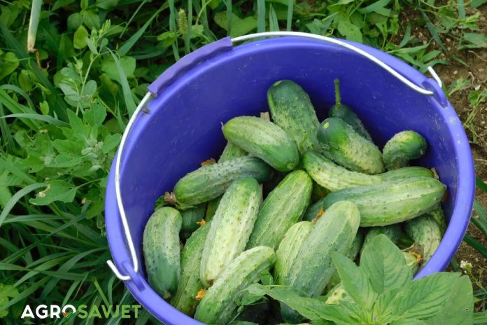 puna-kanta-krastavaca