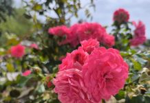 Travanj nije samo za sadnju: Ovo cvijeće morate orezati sad da bi cvalo bogatije nego ikad