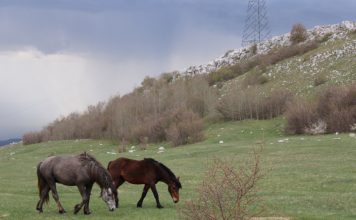 Stare fotografije uznemirile javnost: Stanje s divljim konjima u Livnu nije alarmantno, vode ima u pojilištima