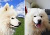 Nestao samojed – nalazniku slijedi bogata novčana nagrada