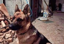 Tomislavgrad: Izgubljen pas