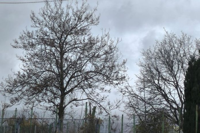 oblaci - jesen - drveće