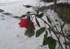 Ruže u snijegu – priča s Kola