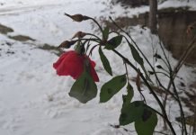 Ruže u snijegu – priča s Kola