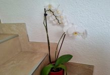 Zlatna pravila za zalijevanje sobnih biljaka zimi