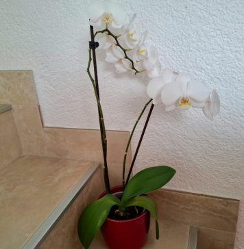 Zlatna pravila za zalijevanje sobnih biljaka zimi