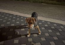 U Štekinu Dragu dolutao pas