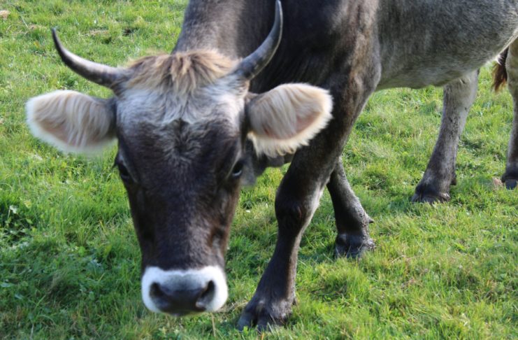 Objavljen Program novčanih podrški u poljoprivredi i ruralnom razvoju za 2026. godinu