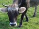 Objavljen Program novčanih podrški u poljoprivredi i ruralnom razvoju za 2026. godinu