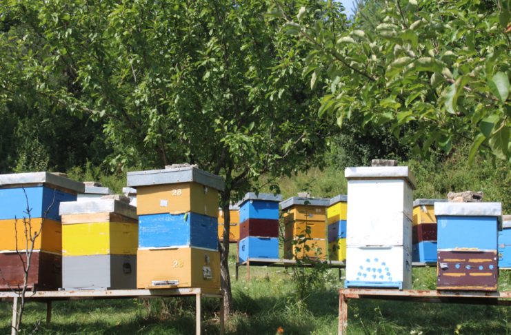 Pčelari upozoravaju: Na bh. tržištu velike količine lažnog meda
