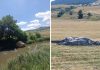 U Šujici zapalili bale sijena, dio bacili u rijeku: Vlasnik nudi 5.000 KM za informacije