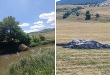 U Šujici zapalili bale sijena, dio bacili u rijeku: Vlasnik nudi 5.000 KM za informacije
