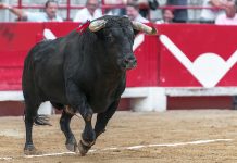Korida u BiH se otela kontroli: Bik probio ring i krenuo prema publici