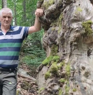 Neobično stablo kod Tomislavgrada moglo bi dobiti službenu zaštitu