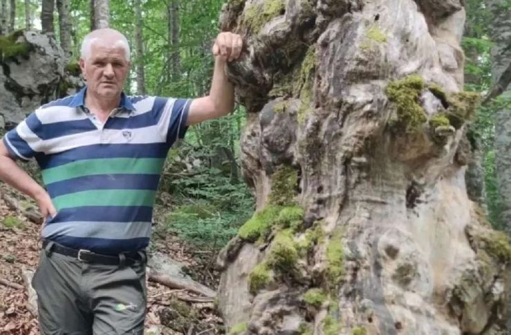 Neobično stablo kod Tomislavgrada moglo bi dobiti službenu zaštitu