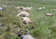 Kupres: Udar groma usmrtio cijelo stado ovaca
