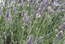 Agro savjeti: Evo kako u kolovozu besplatno razmnožiti lavandu, ružmarin, kadulju i smilje
