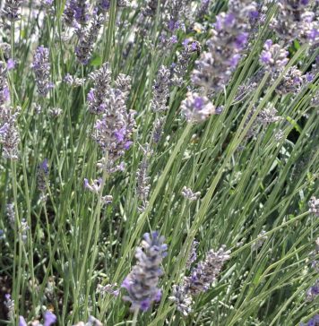 Agro savjeti: Evo kako u kolovozu besplatno razmnožiti lavandu, ružmarin, kadulju i smilje