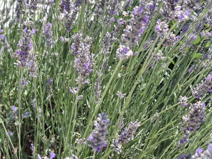 lavanda-cvijeće