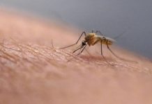 Zašto komarci neke ljude grizu više nego druge? Znanstvenici otkrili što ih privlači