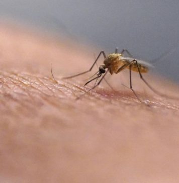 Zašto komarci neke ljude grizu više nego druge? Znanstvenici otkrili što ih privlači