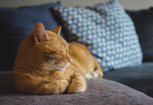Pet “supernamirnica” za mačke koje možda već imate kod kuće