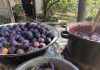 Najbolji domaći pekmez počinje pravim šljivama: Evo kada ih treba brati