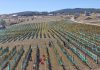 Berba u vinogradima KNEBU: Duvanjska priča pod nebom raste u prepoznatljiv vinogradarski simbol