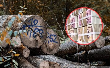 Sječa šuma u HBŽ-u: Za tri mjeseca rada predviđeno 4 milijuna KM